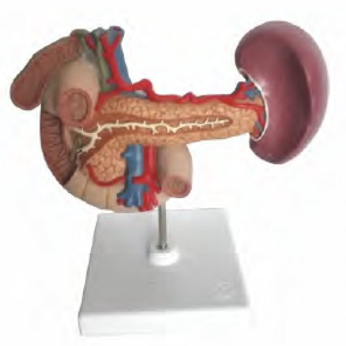 胰、脾、十二指腸、膽囊模型