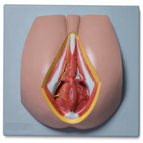 男性會(huì)陰解剖模型